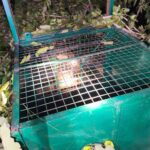 जोंडला, अगस्त्यमुनि के समीप गुलदार का सफल रेस्क्यू, क्षेत्रवासियों ने ली राहत की सांस